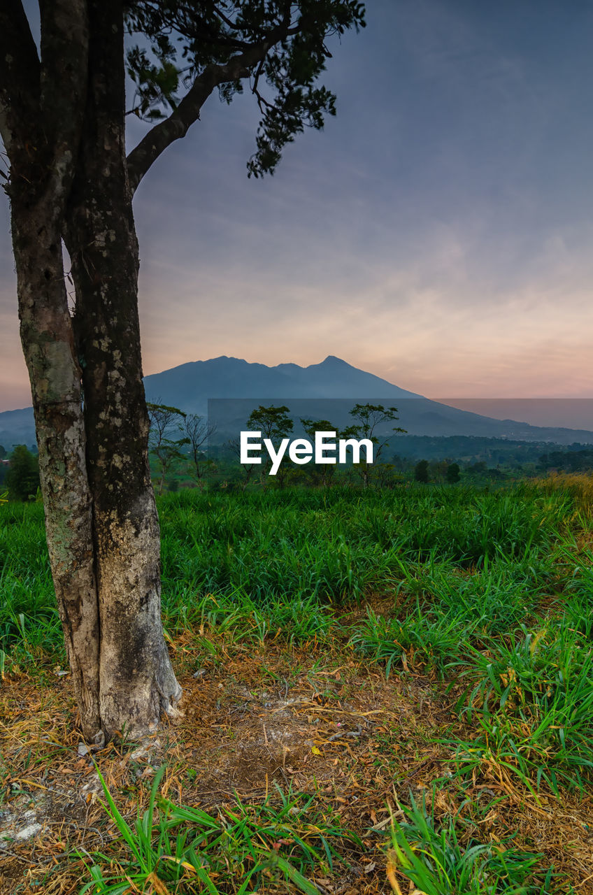 Scenic view of field against sky during sunset