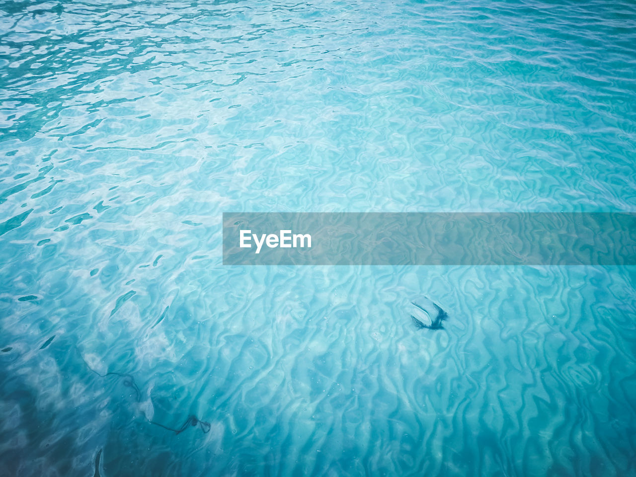 High angle view of fish swimming in sea