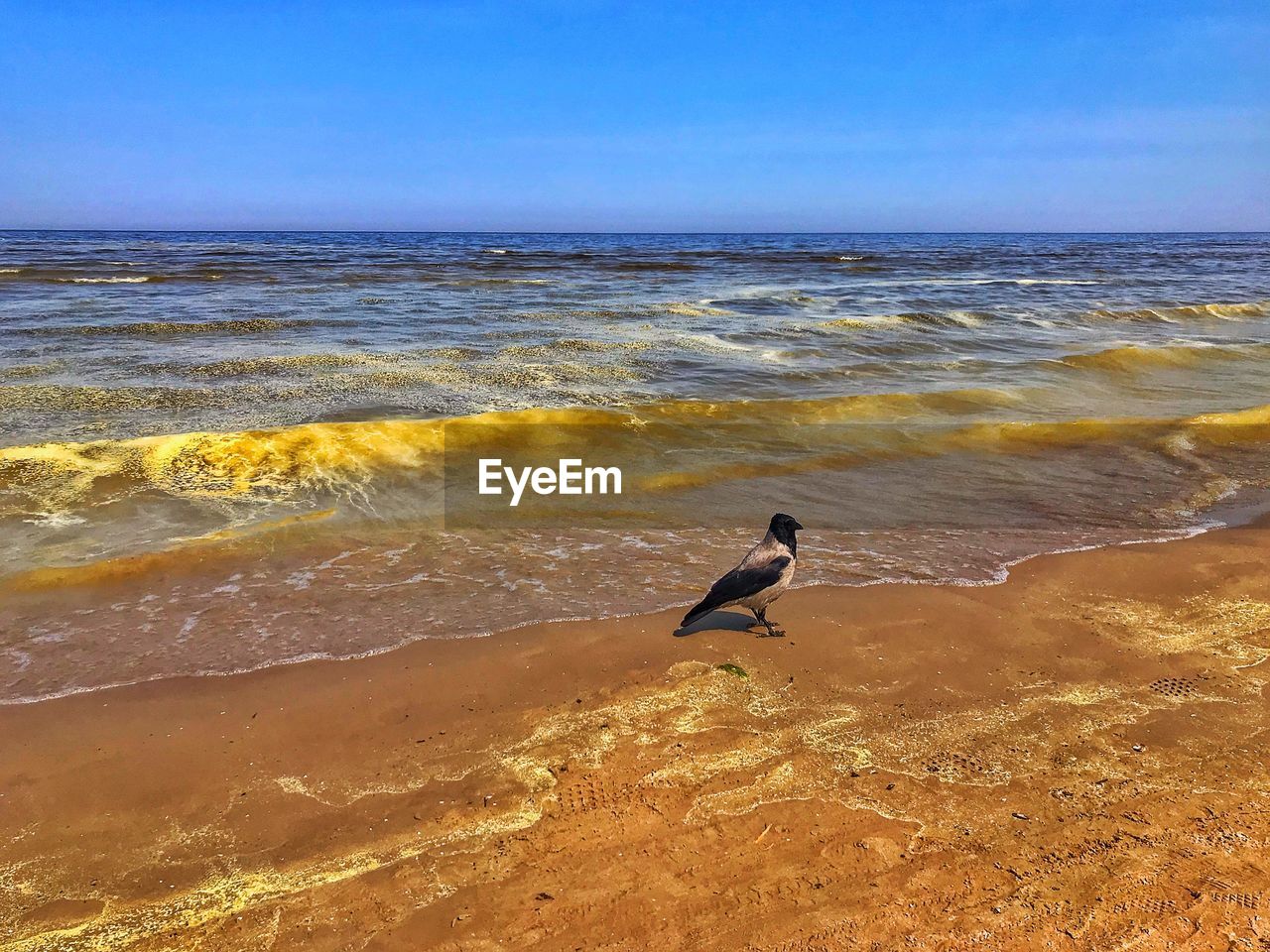 SEAGULL AT BEACH