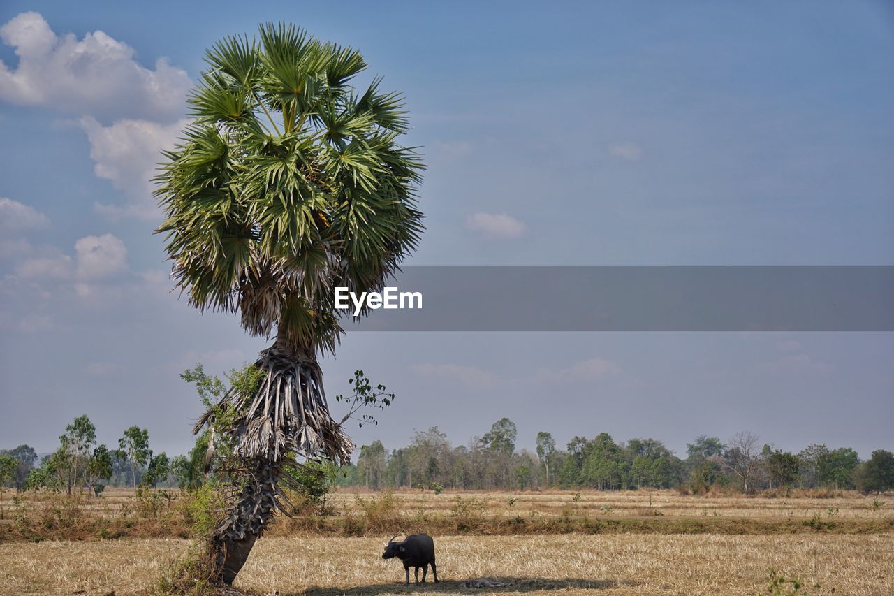 PALM TREE IN FIELD AGAINST SKY