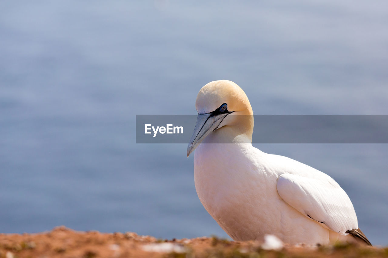 CLOSE-UP OF SEAGULL PERCHING ON A BIRD