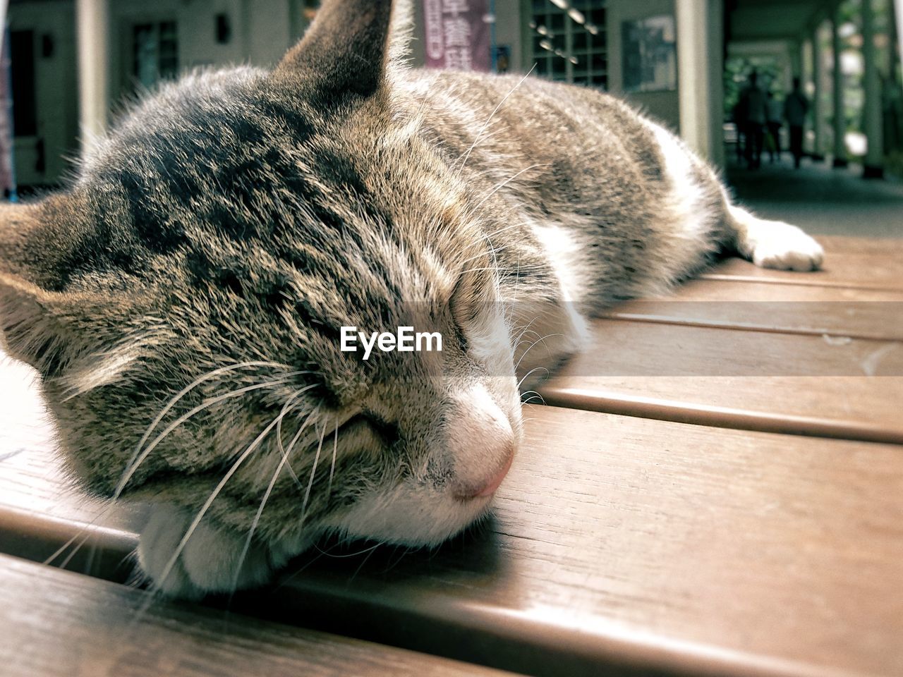 CLOSE-UP OF CAT SLEEPING ON SOFA