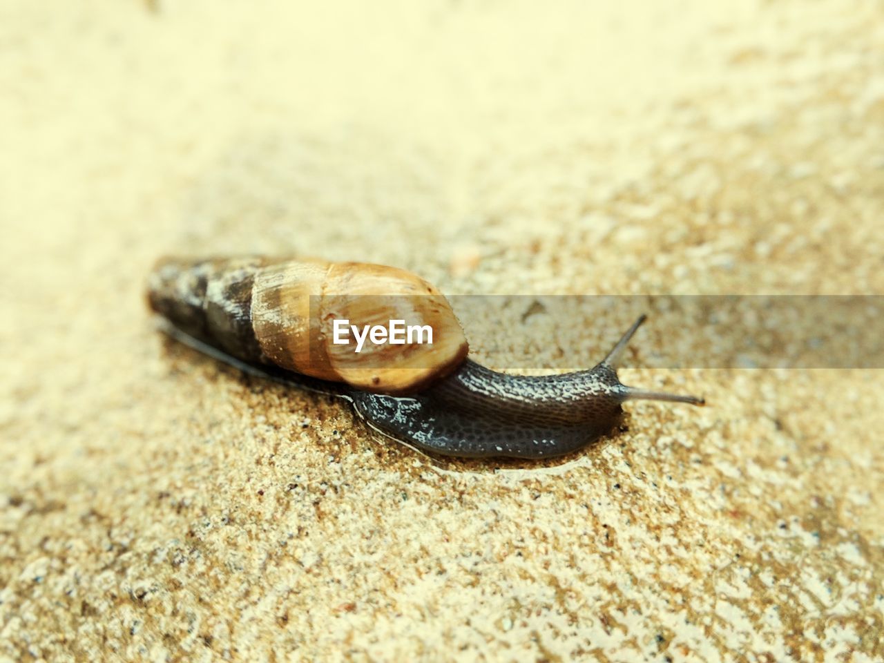 CLOSE-UP OF SNAIL ON GROUND