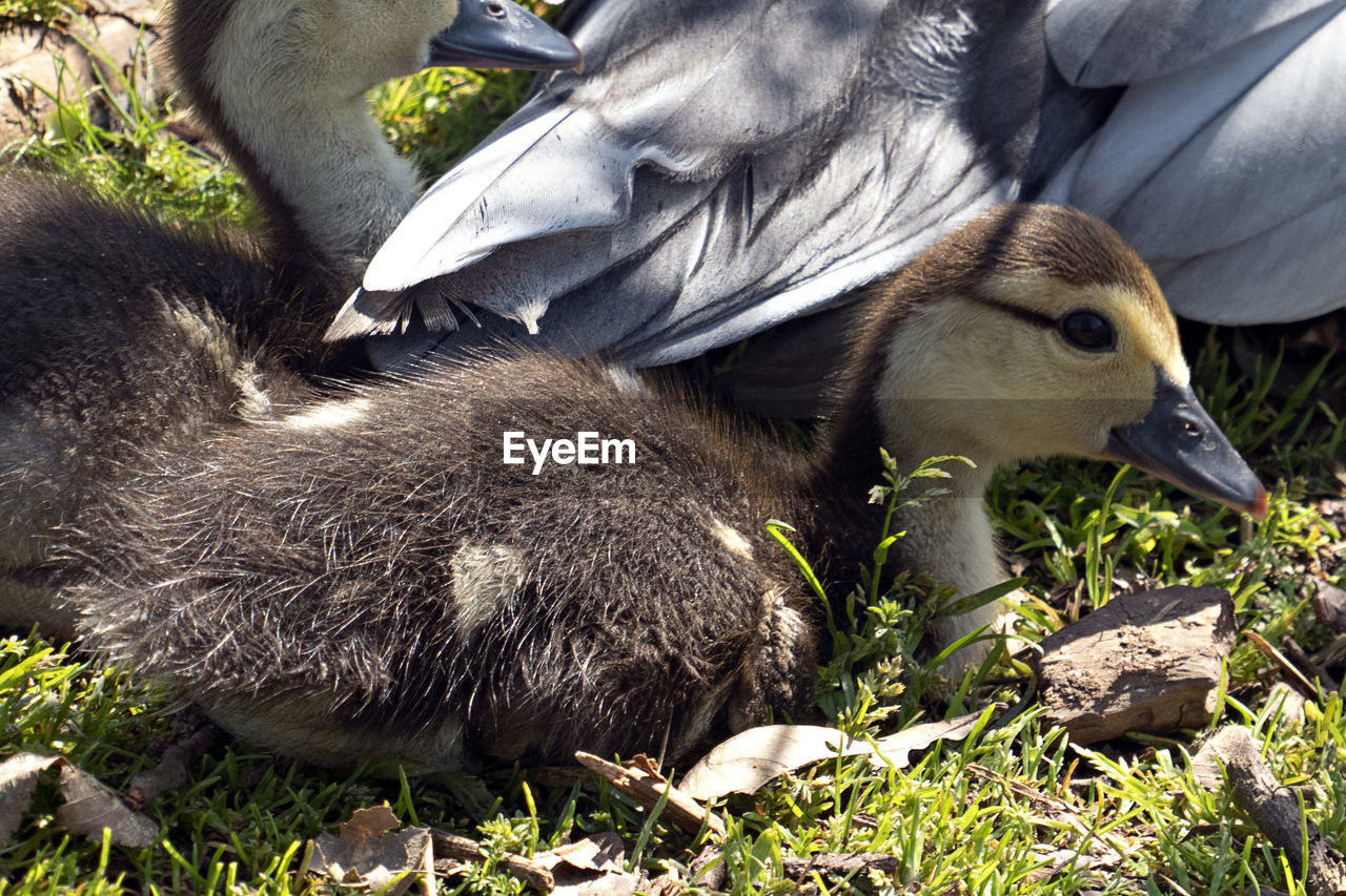 CLOSE-UP OF BIRDS IN NEST