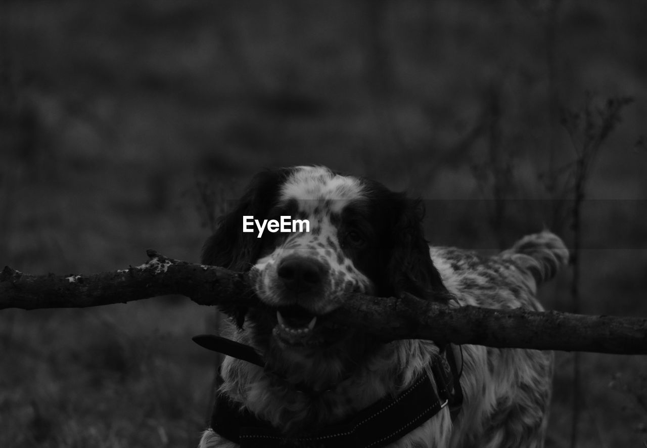 CLOSE-UP OF DOG ON FIELD