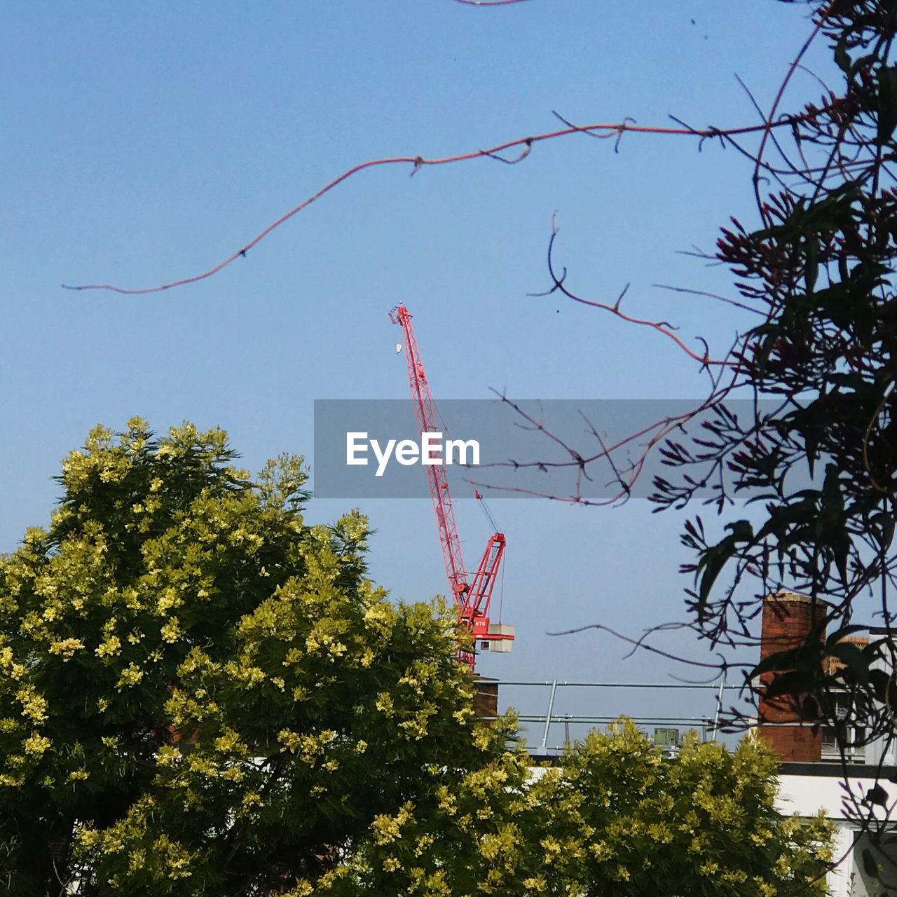 LOW ANGLE VIEW OF TREES AND PLANTS AGAINST SKY