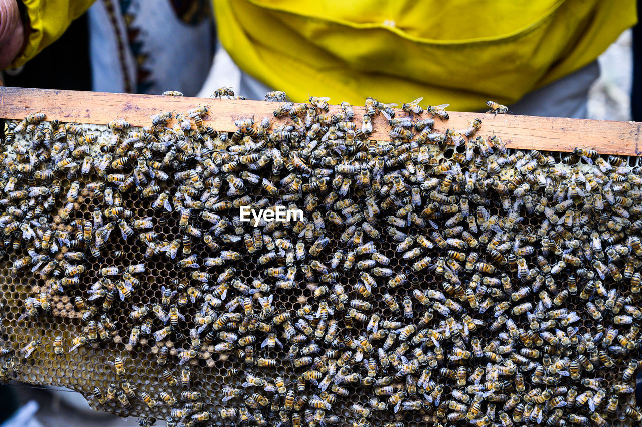 bee, insect, animal, honey bee, large group of animals, beekeeper, group of animals, apiary, food, wildlife, animal themes, abundance, occupation, animal wildlife, food and drink, apiculture, beehive, agriculture, business, nature, honeycomb, colony, business finance and industry, day, one person, honey, working, outdoors, close-up, men, freshness, adult