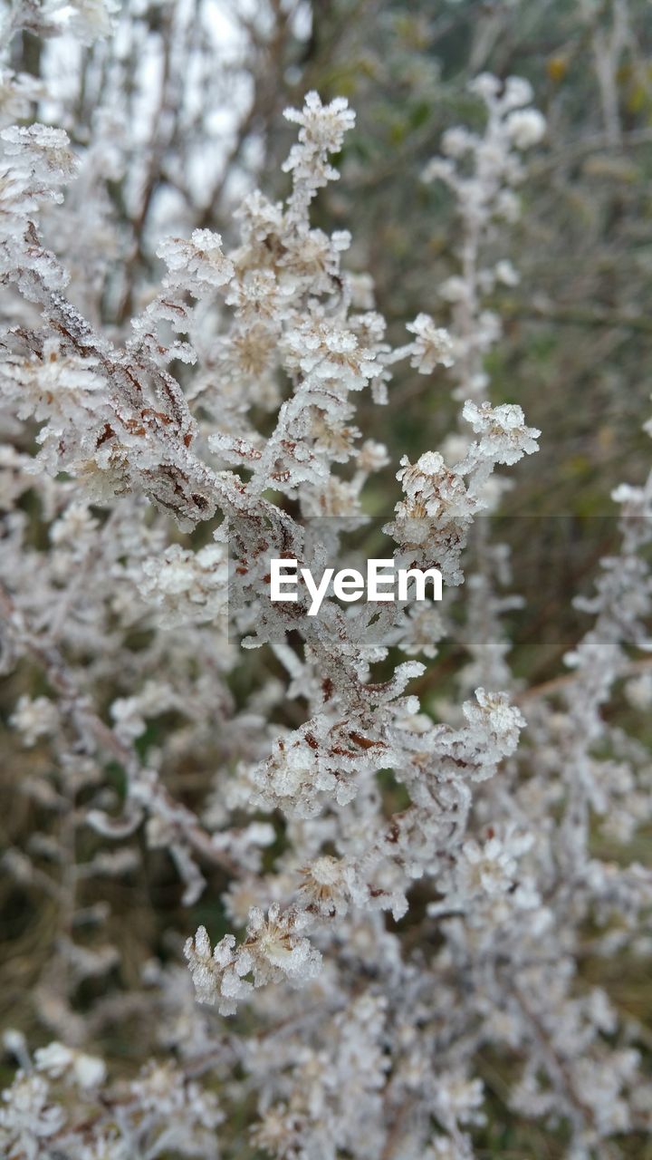 Close-up high angle view of snowed plants