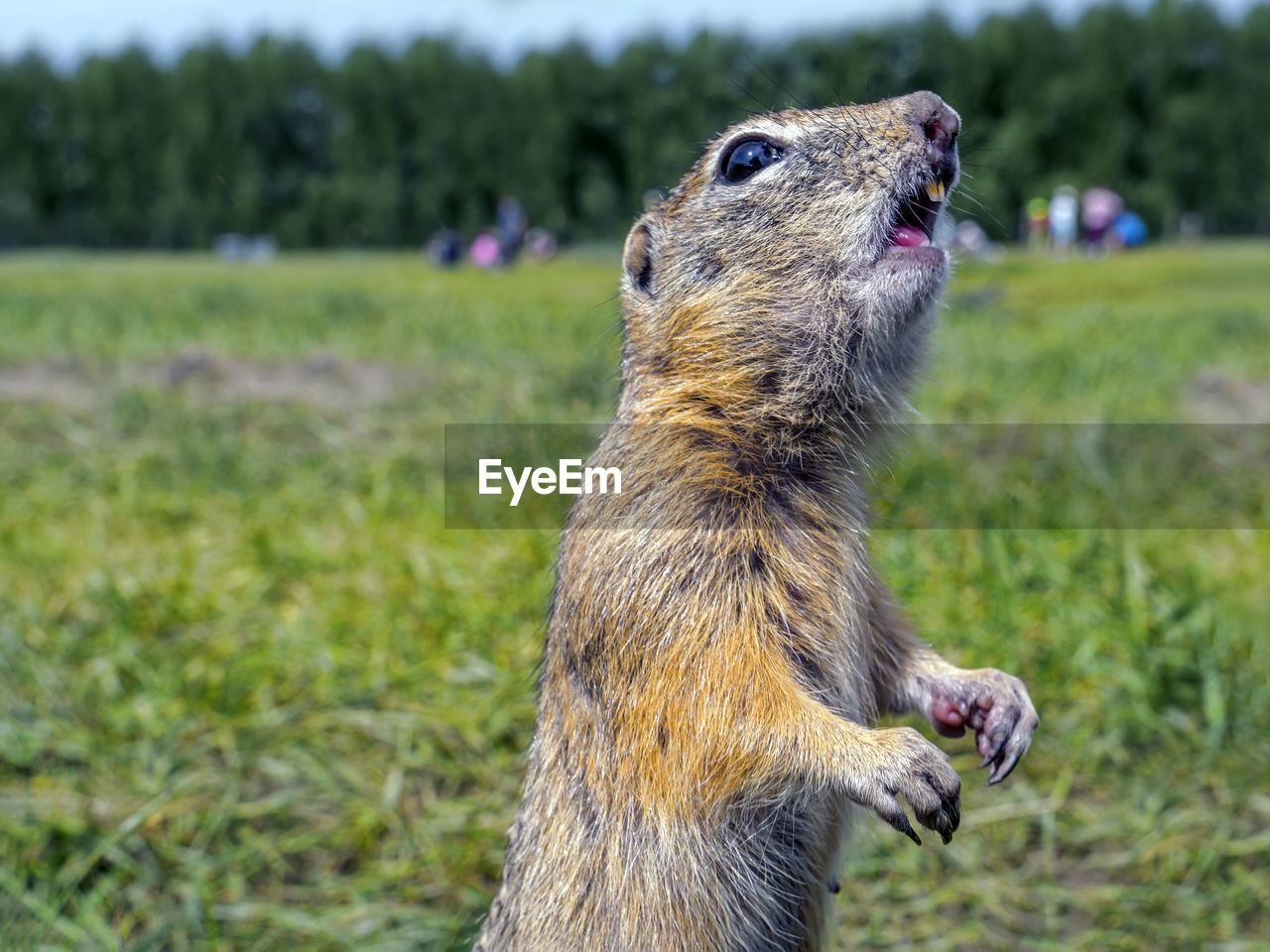 animal themes, animal, one animal, mammal, animal wildlife, wildlife, squirrel, no people, nature, grass, focus on foreground, rodent, animal body part, prairie dog, plant, outdoors, day, close-up, side view, looking