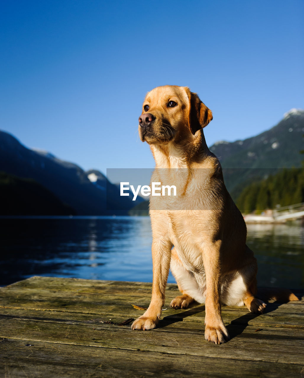 Yellow labrador retriever on wooden raft