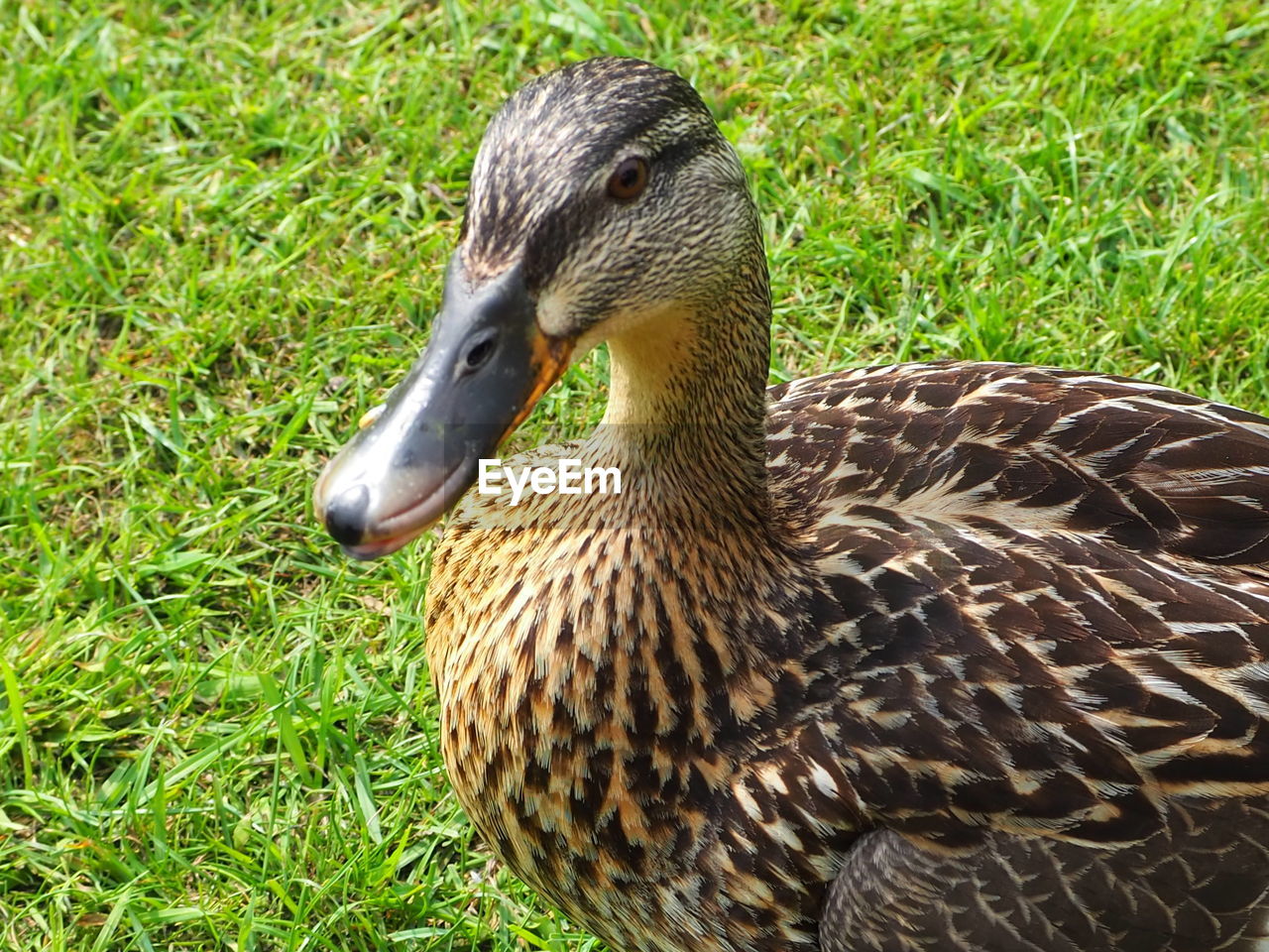 CLOSE-UP OF A DUCK IN FIELD