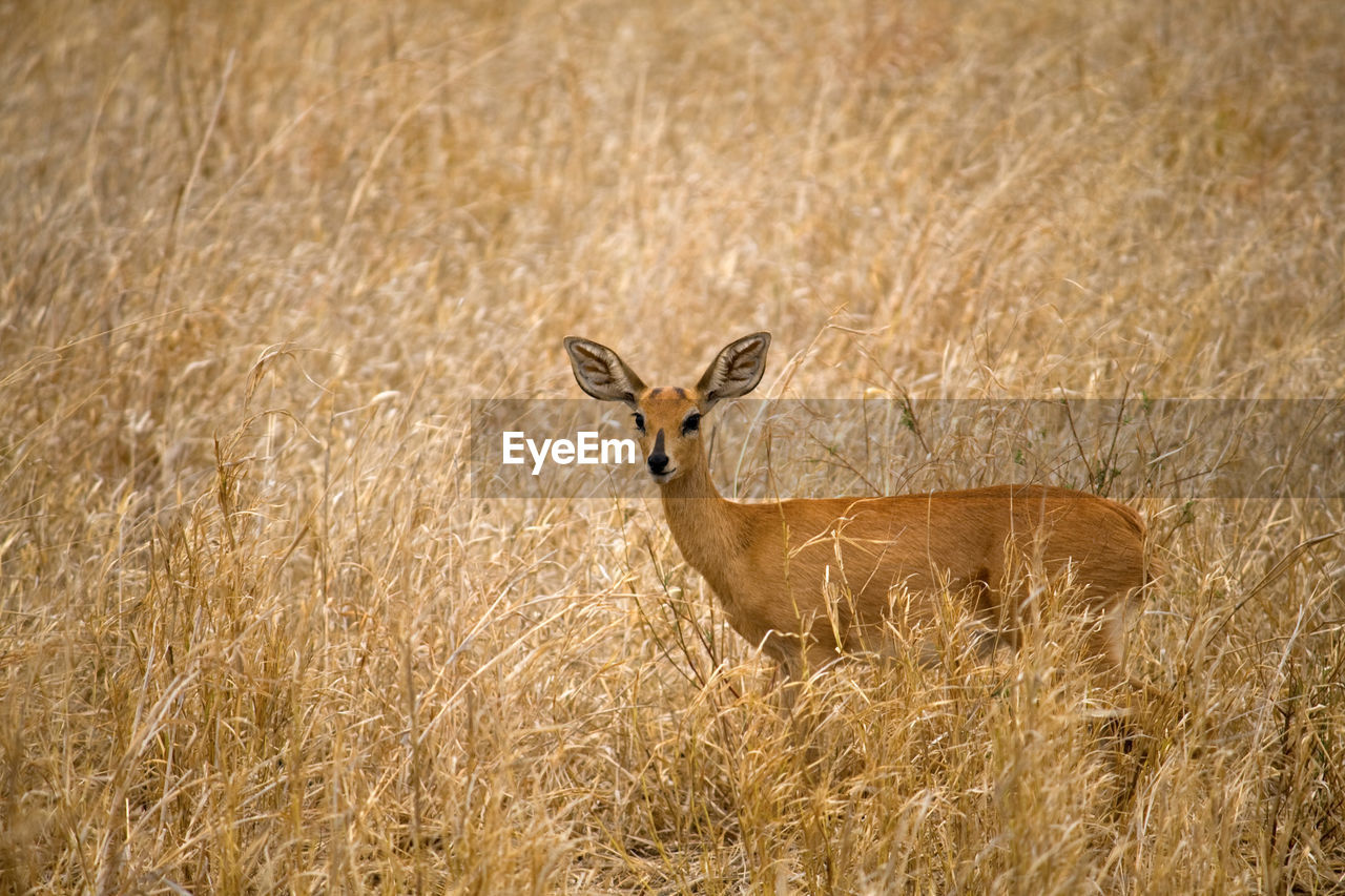 Antilope standing on field