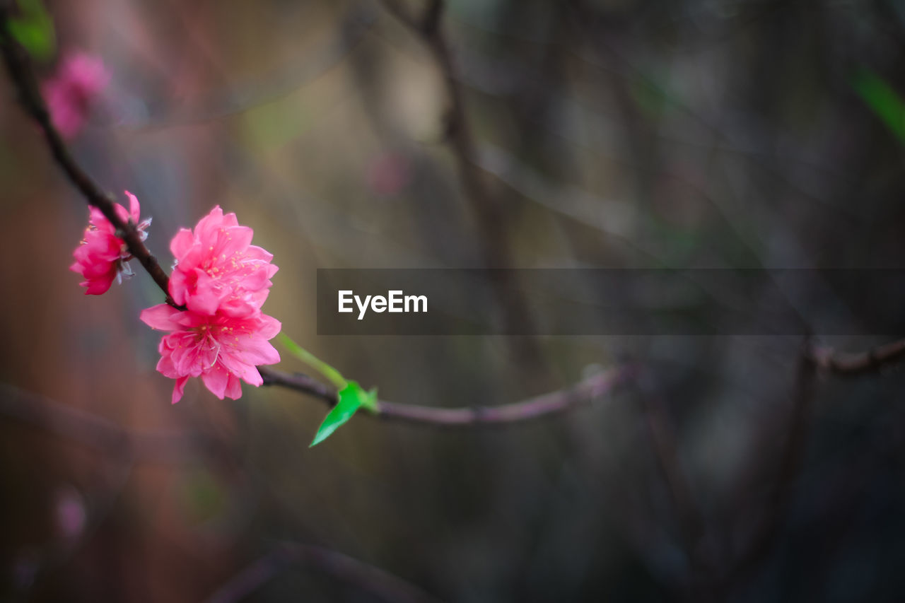 Close-up of pink flower blooming on tree