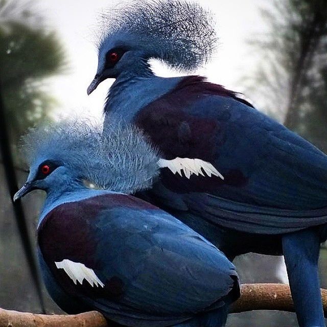 CLOSE-UP OF BIRD ON RAILING