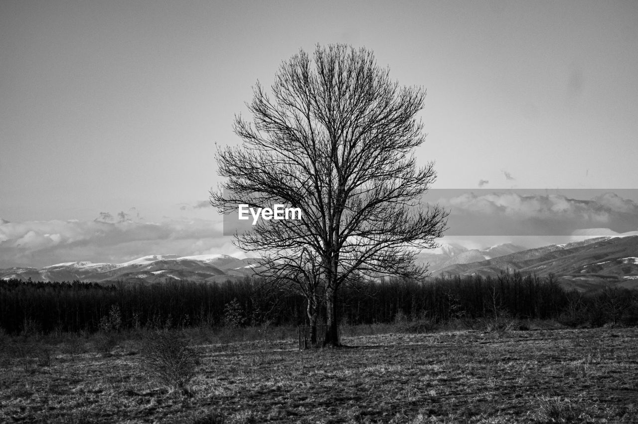 Black and white bare tree on field against sky