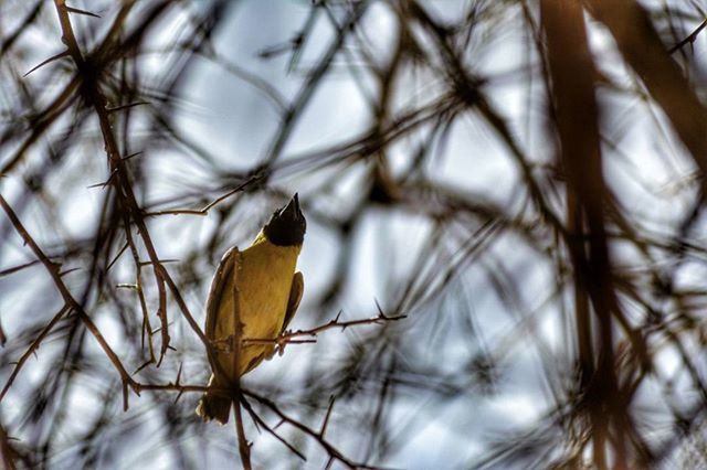 LOW ANGLE VIEW OF BRANCHES AGAINST BLURRED BACKGROUND