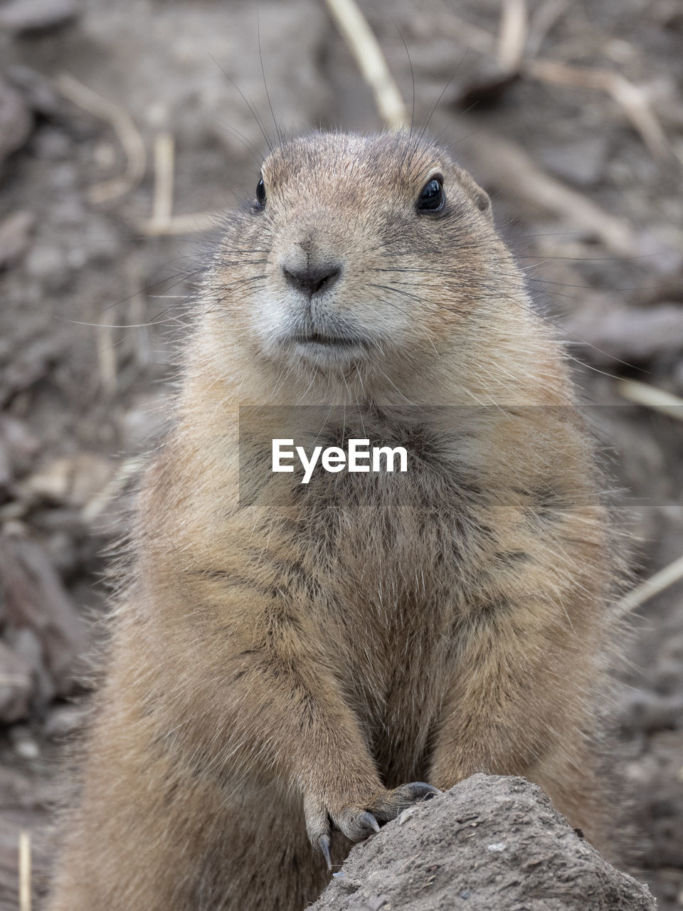 Close-up of chipmunk