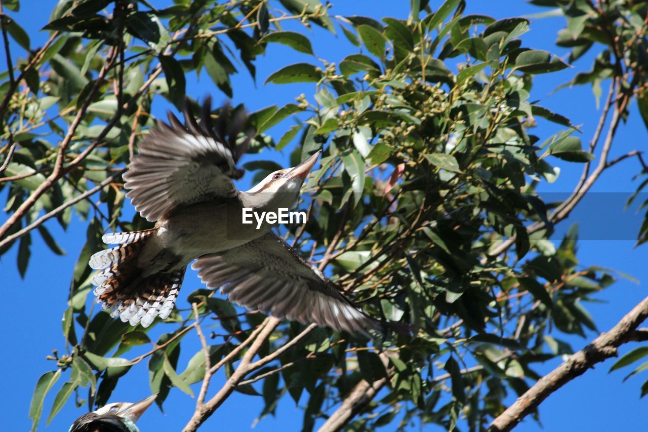 LOW ANGLE VIEW OF BIRD FLYING IN THE SKY
