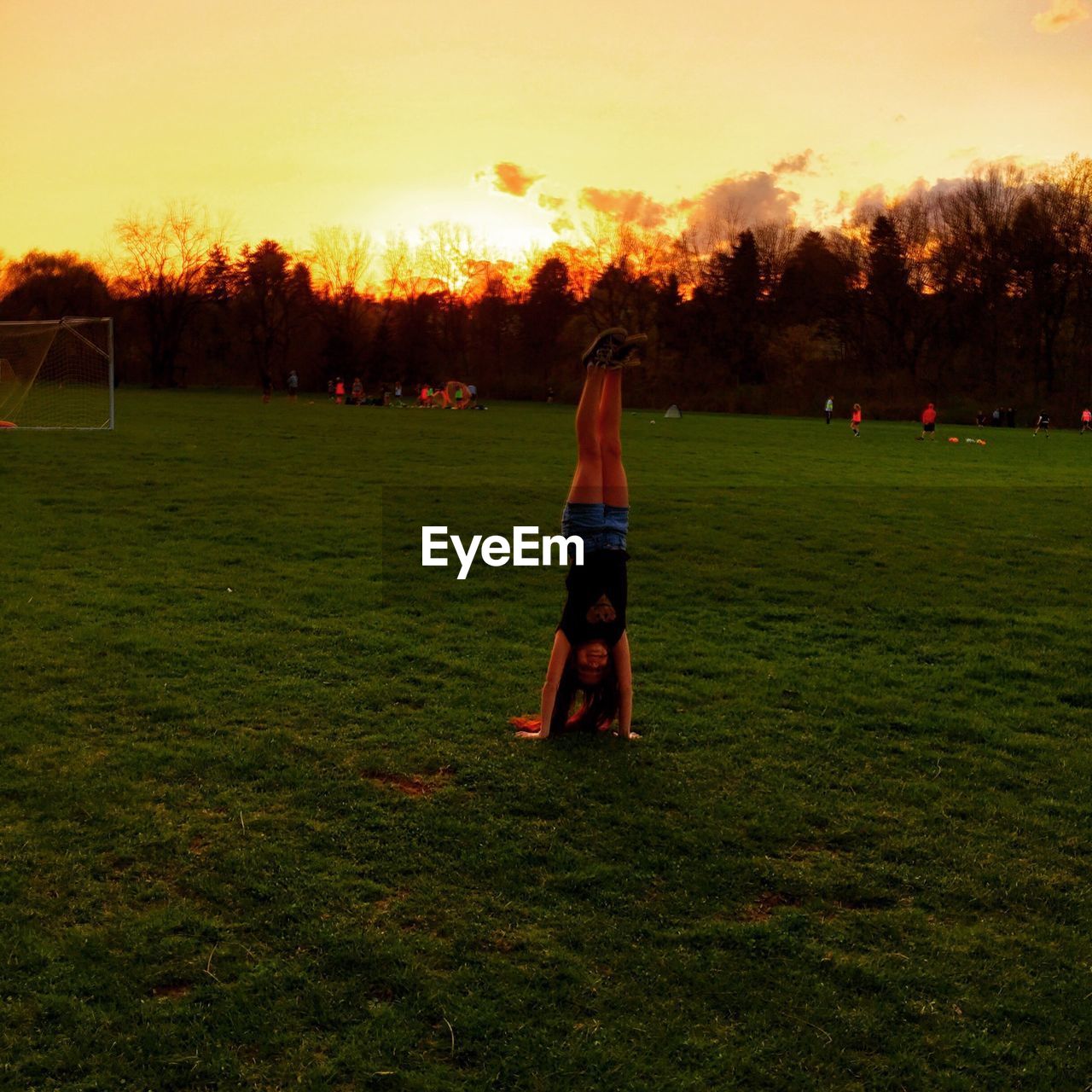 TREES ON GRASSY FIELD AT SUNSET