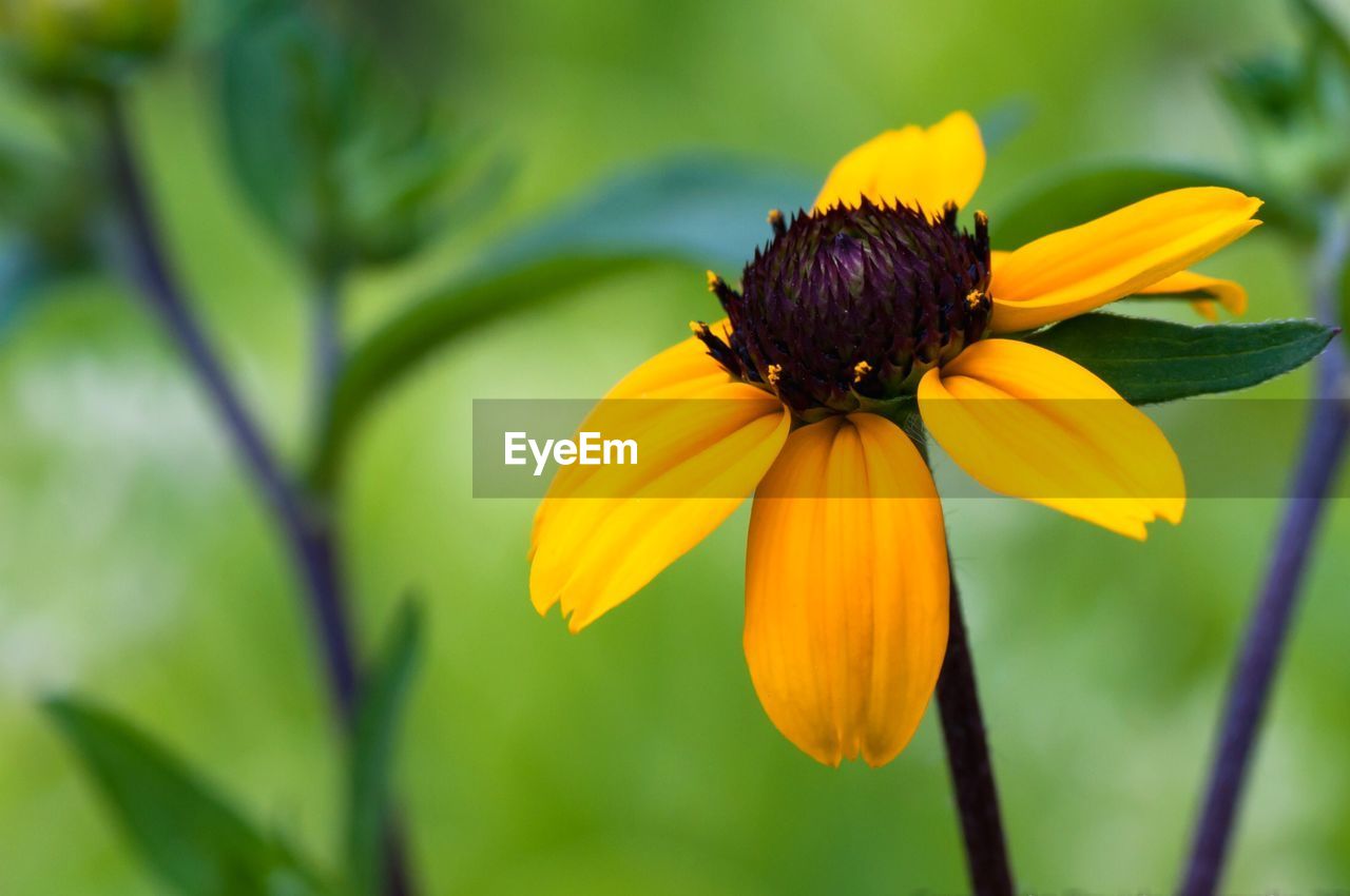 CLOSE-UP OF YELLOW FLOWER IN BLOOM