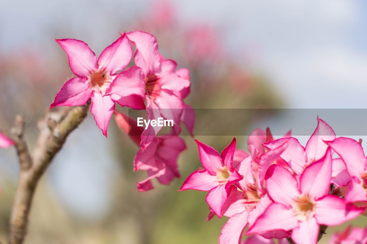 Close-up of pink cherry blossoms