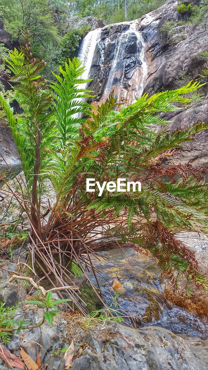 TREES GROWING ON ROCK IN FOREST