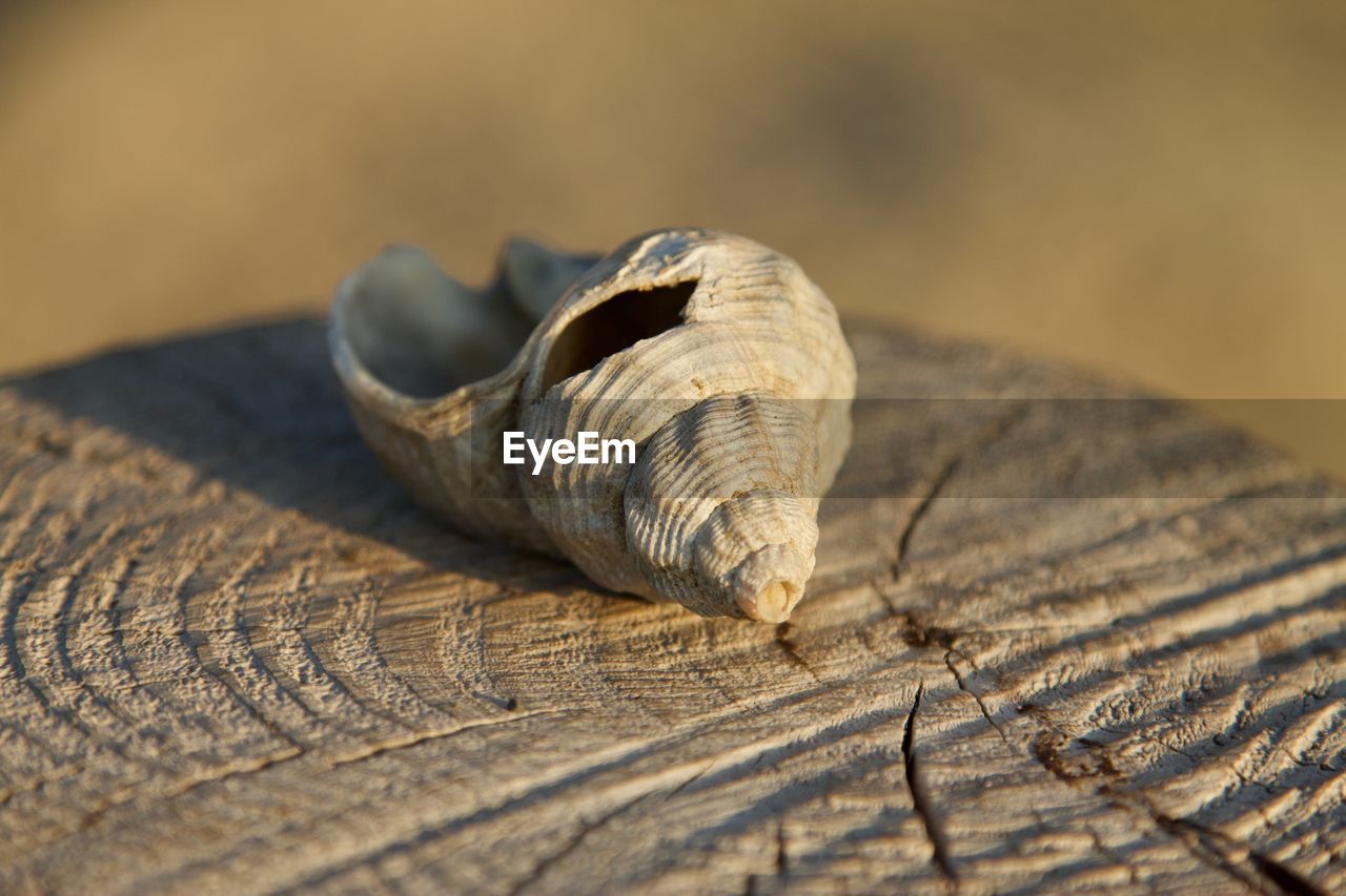 CLOSE-UP OF SEASHELL