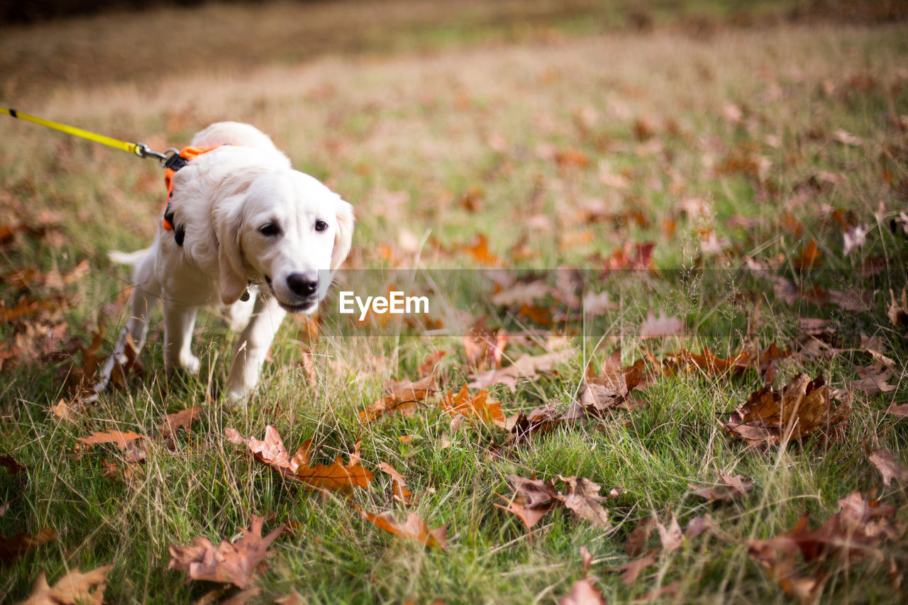 Dog walking on field