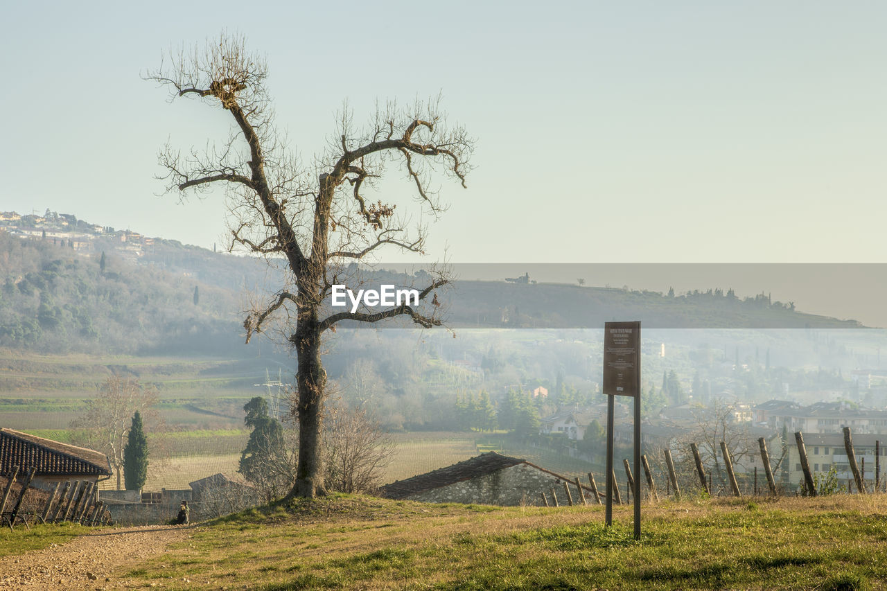 Scenic view of field against clear sky