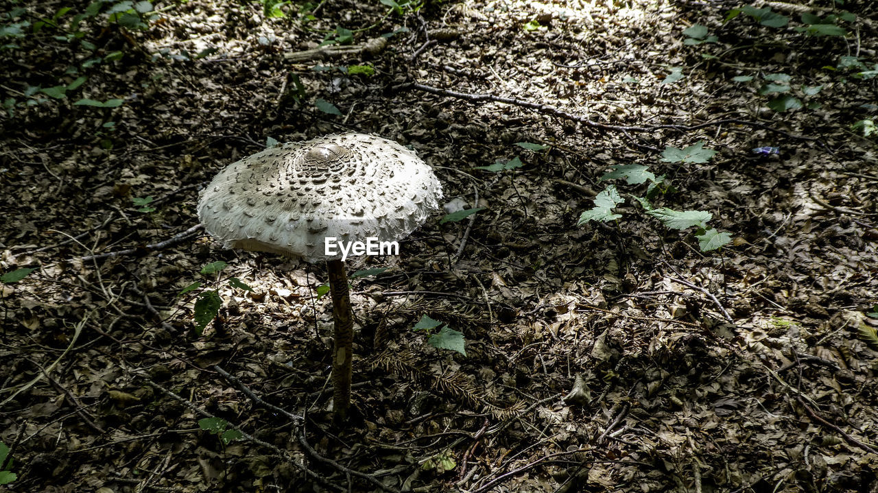 CLOSE-UP OF MUSHROOMS ON FIELD