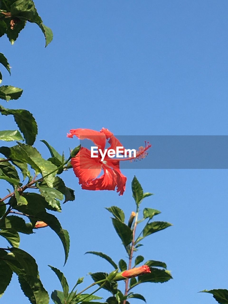 LOW ANGLE VIEW OF RED HIBISCUS FLOWER AGAINST CLEAR SKY