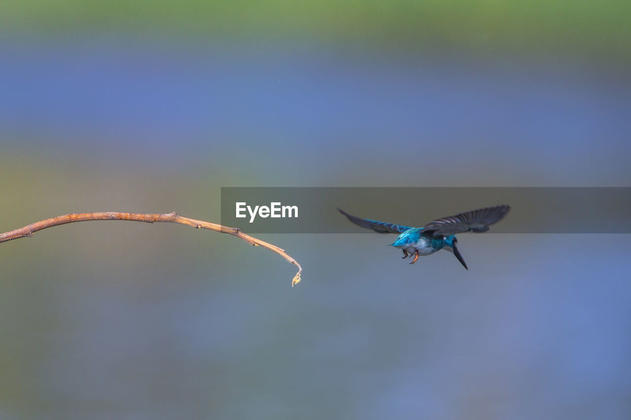 CLOSE-UP OF BIRDS FLYING IN THE SKY