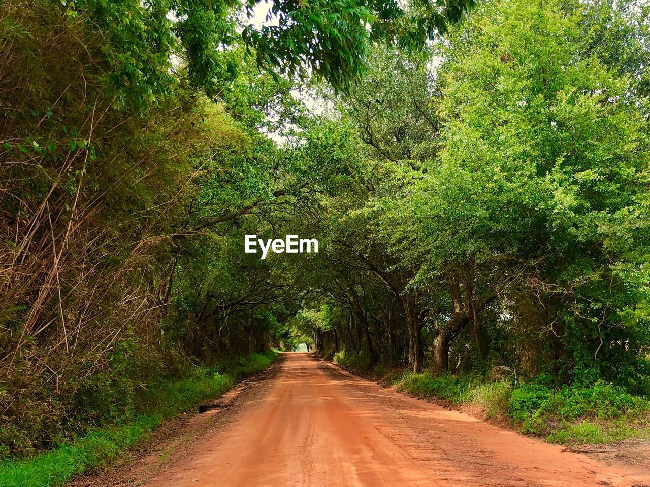 Road amidst trees in forest