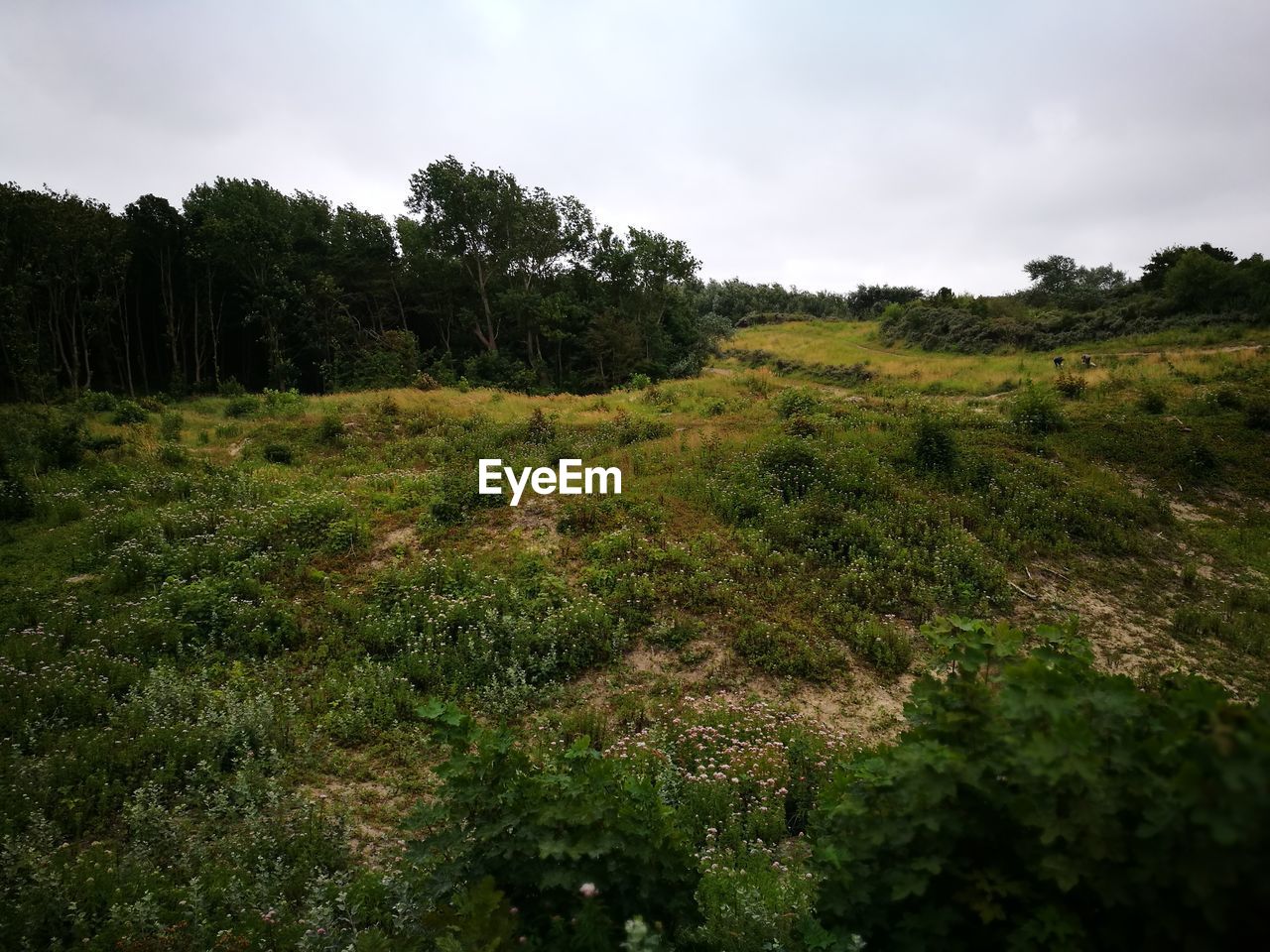 TREES ON GRASSY FIELD