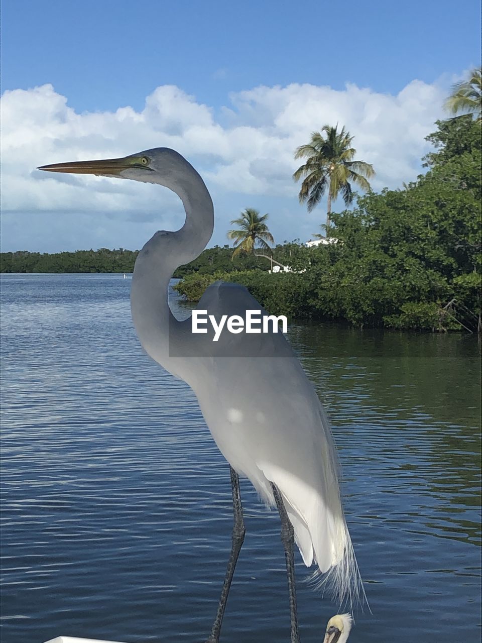 VIEW OF BIRD IN LAKE