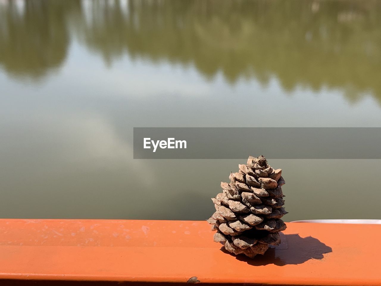 CLOSE-UP OF PINE CONE IN LAKE