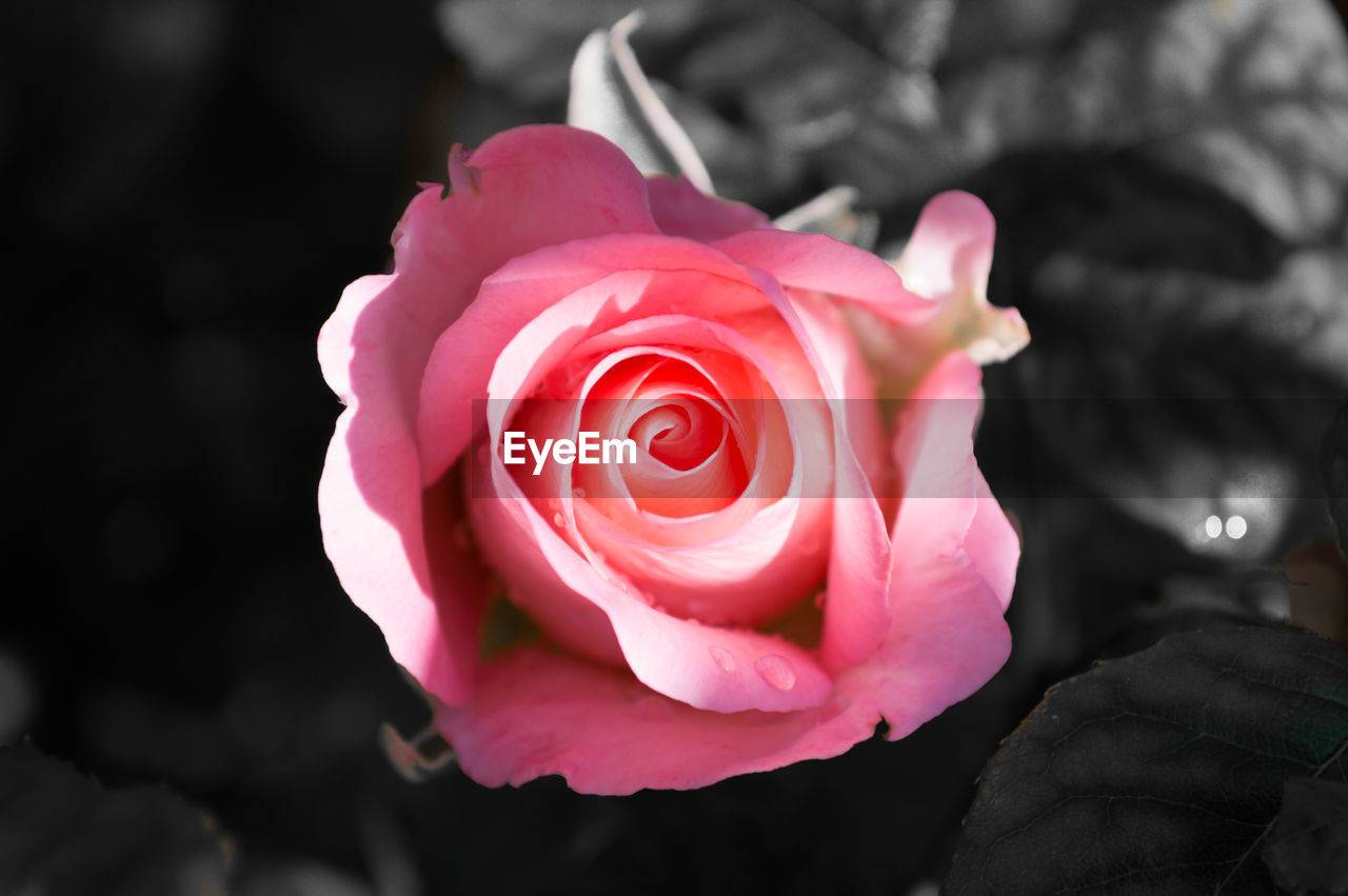 CLOSE-UP OF ROSE BLOOMING OUTDOORS