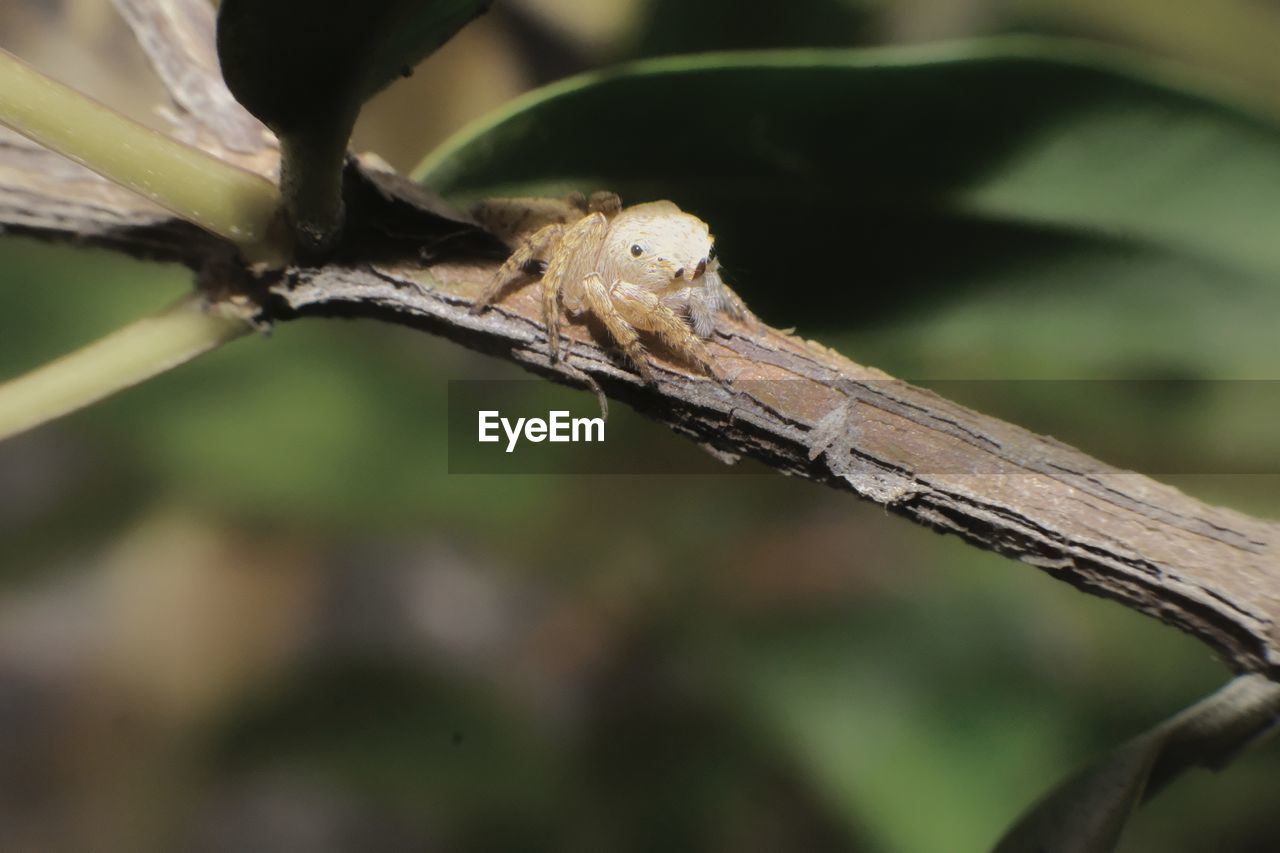 CLOSE-UP OF INSECT ON BRANCH