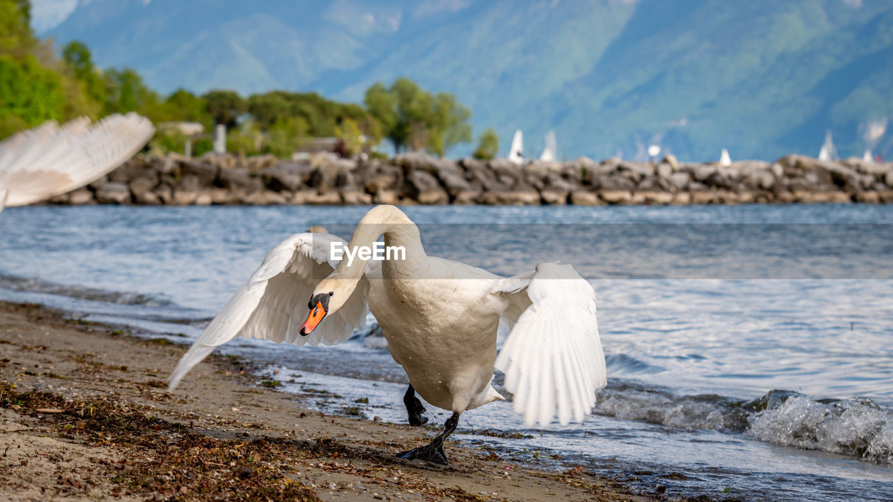 One mute swan spreading wings on the beach. cygnus olor runs in attack position. 