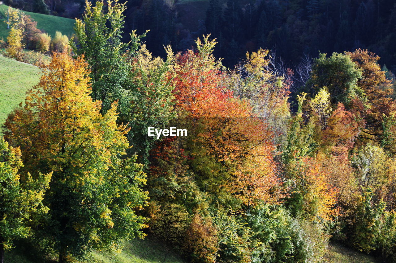 VIEW OF TREES