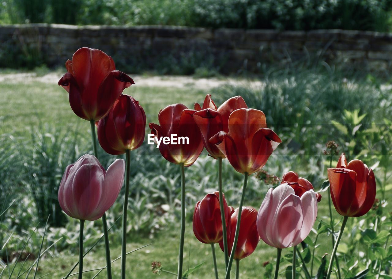 Close-up of red tulips in bloom