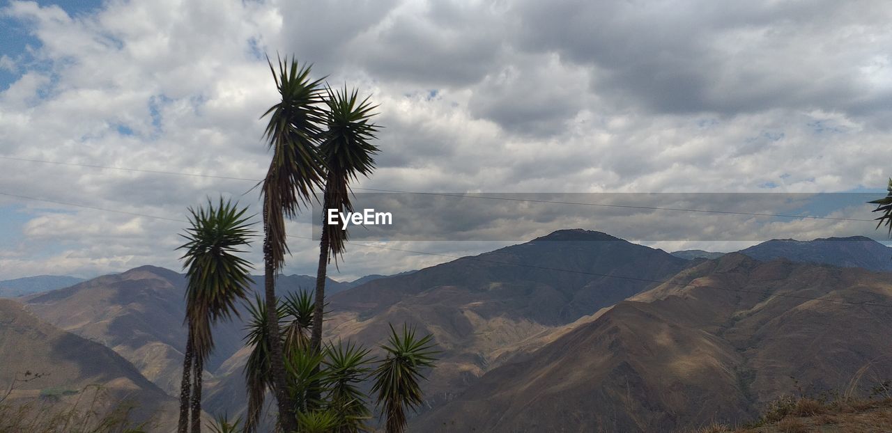 Scenic view of palm trees on landscape against sky