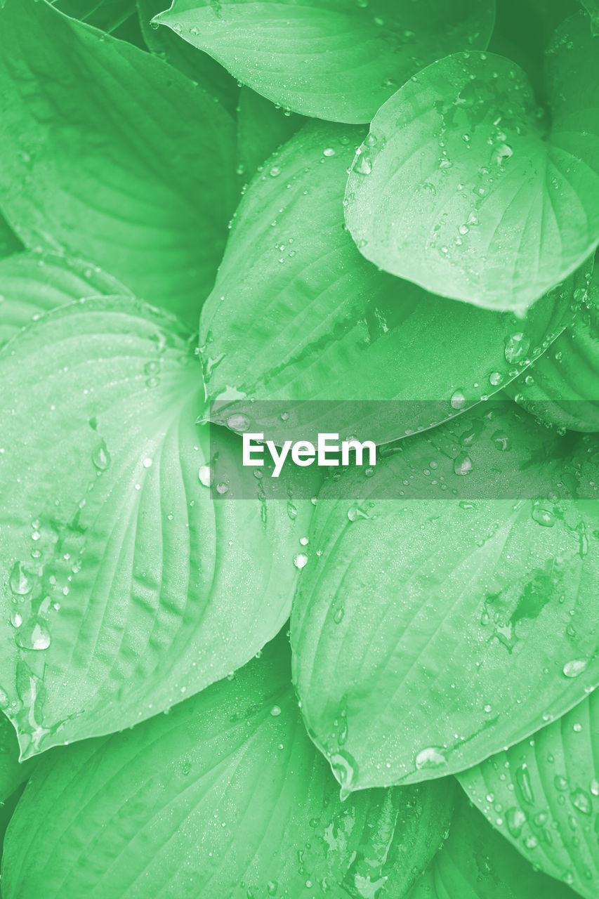 CLOSE-UP OF RAINDROPS ON LEAVES