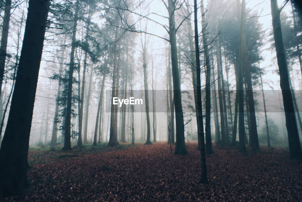 Trees growing in forest