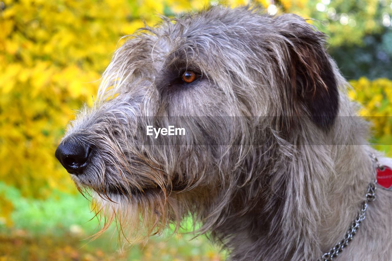 Close-up portrait of dog