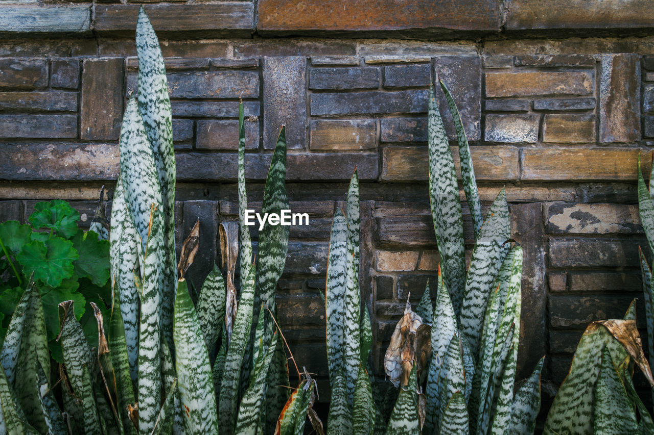 Plants growing against wall