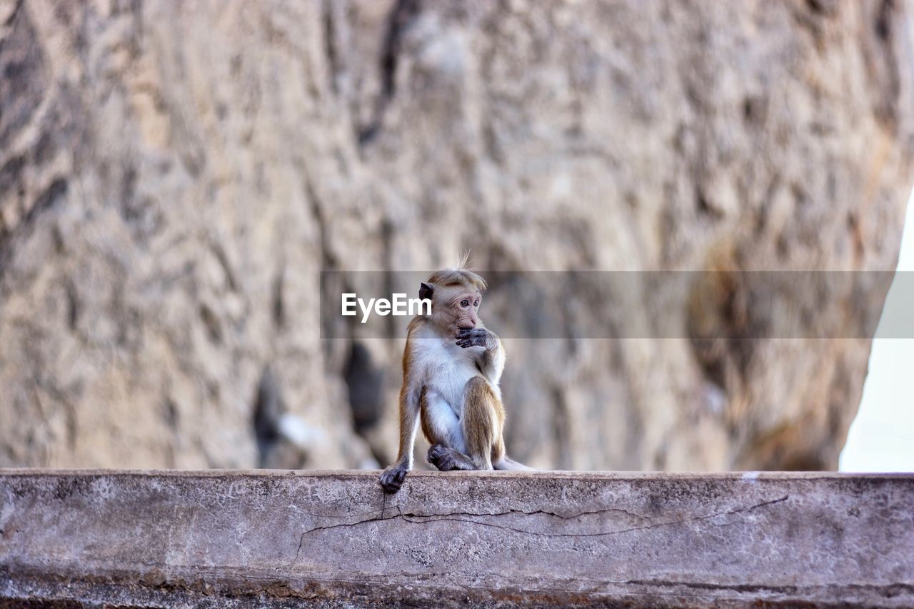 Close-up of monkey sitting on stone wall