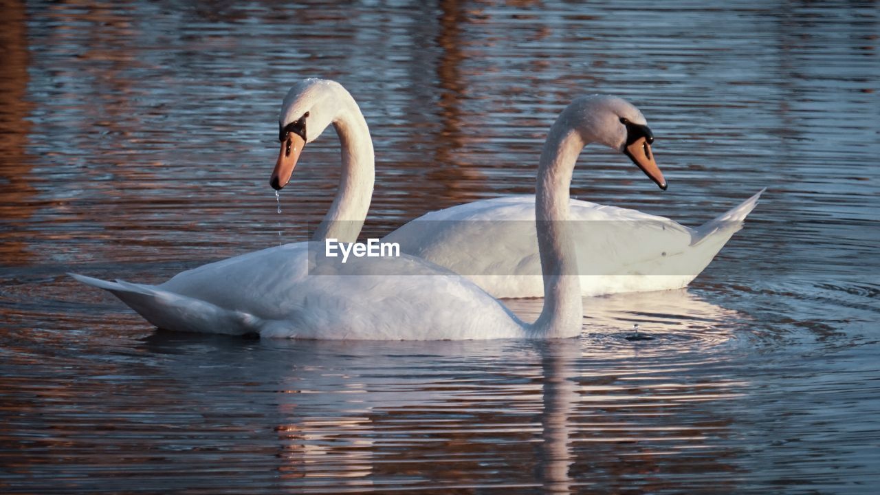 Swans swimming in lake