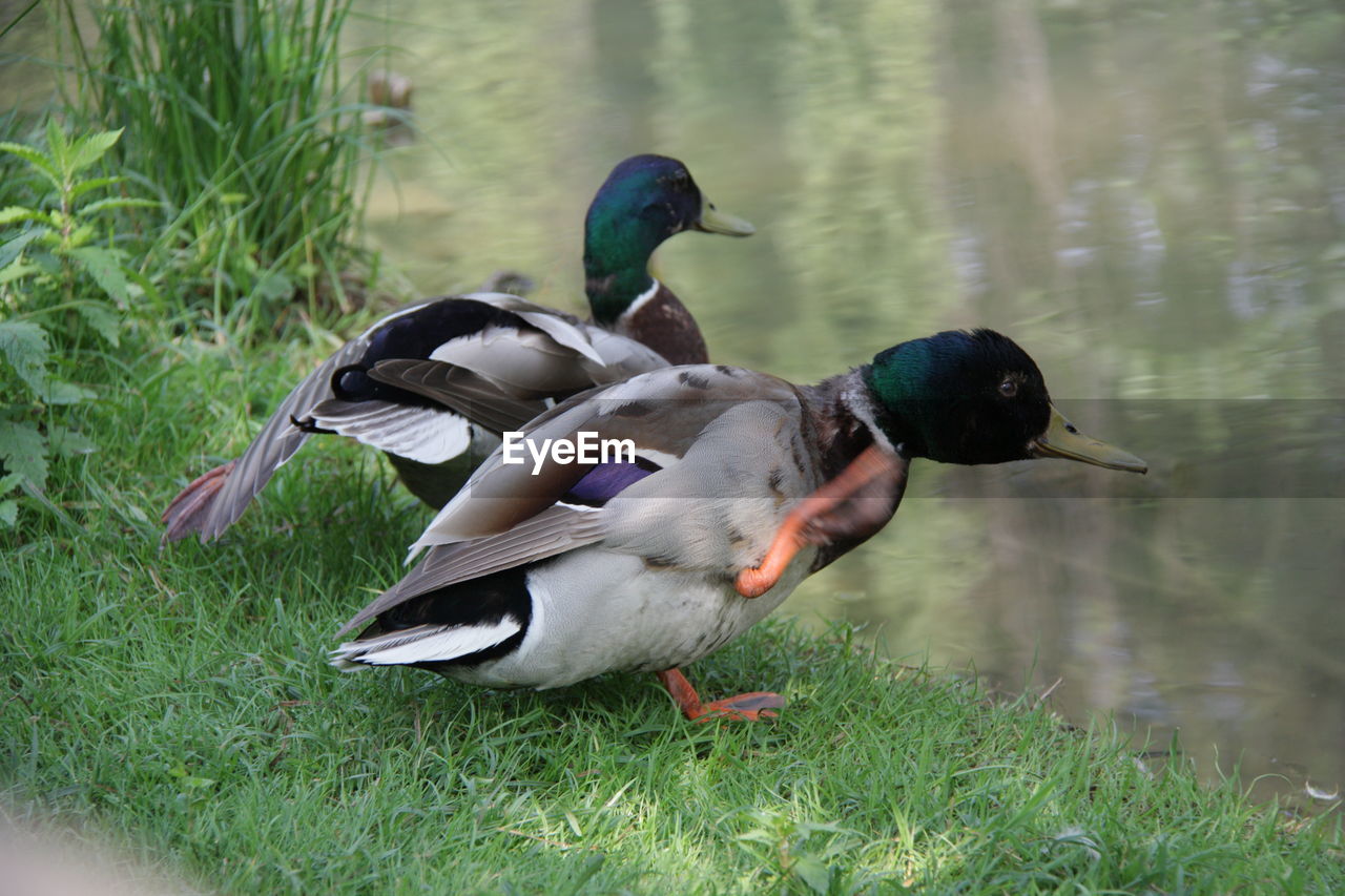 MALLARD DUCKS ON A LAKE