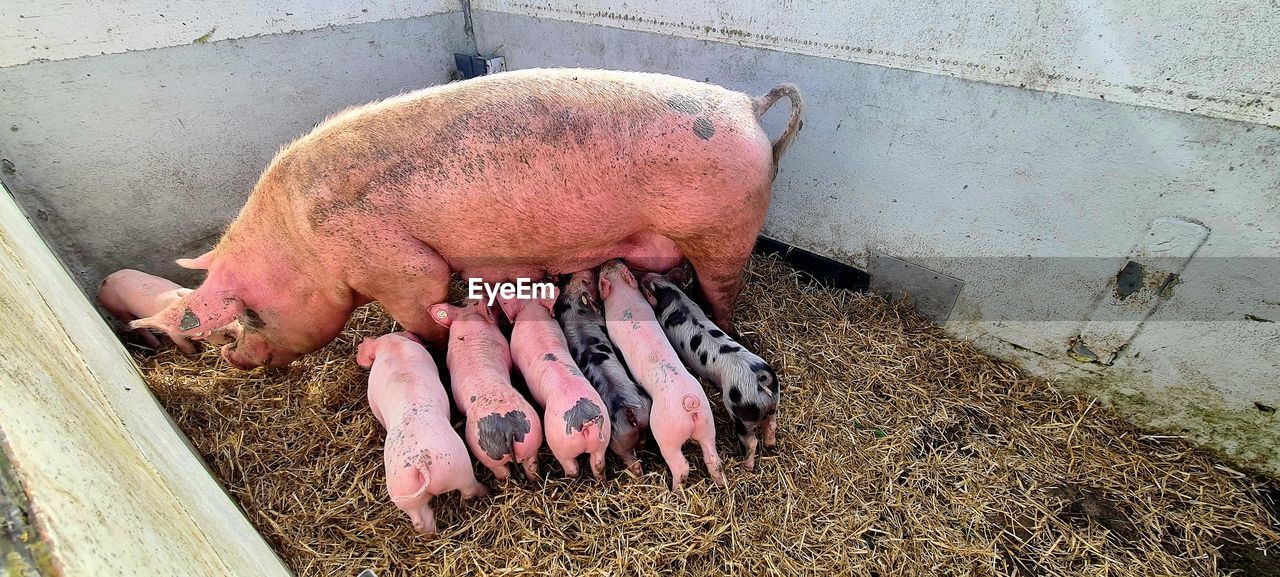 animal, domestic pig, animal themes, mammal, pig, high angle view, domestic animals, no people, day, livestock, group of animals, food, piglet, pet, nature, pink, outdoors, young animal, food and drink, meat, animal wildlife, agriculture
